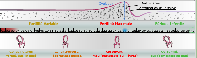 période de fertilité maximale période de fertilité maximale